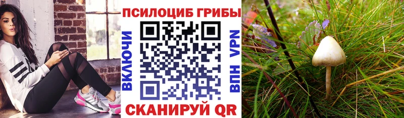 купить наркотик  Окуловка  Галлюциногенные грибы мицелий 